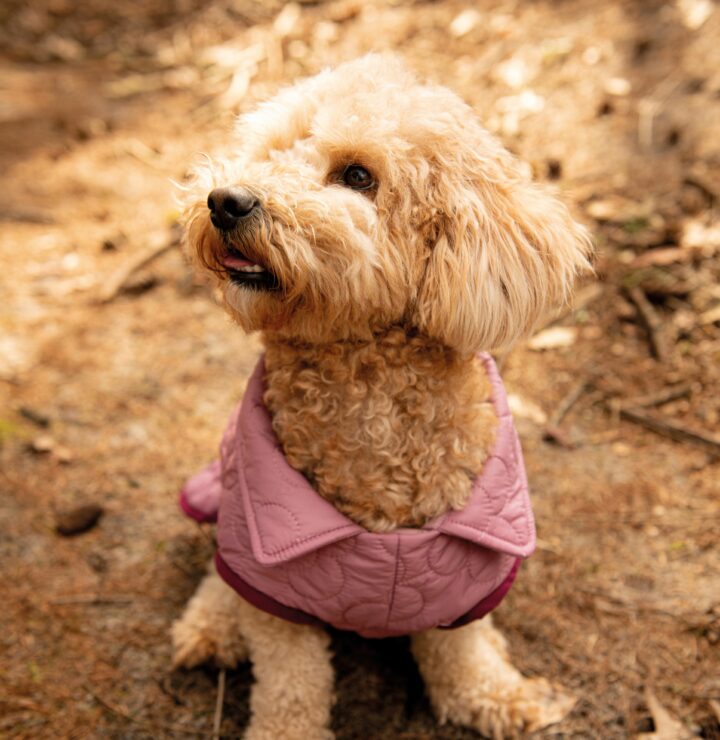 Poppy Magazine_Dog Jacket_Sewing Pattern